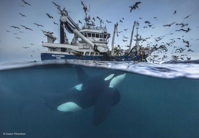 Repartiendo la pesca. Foto: © AUDUN RIKARDSEN /WILDLIFE PHOTOGRAPHER OF THE YEAR