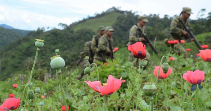 Tan sólo en el año de 2015 fueron destruidos 45 plantíos de amapola en la zona serrana. Foto: Bernardino Hernández, Archivo Cuartoscuro.