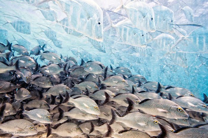 Peces que desaparecen. Foto: © IAGO LEONARDO/WILDLIFE PHOTOGRAPHER OF THE YEAR