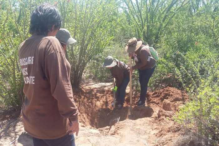 Las Rastreadoras encuentran ocho cadáveres en una fosa clandestina. Foto: Noroeste.