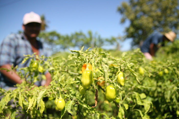 Productores ejidatarios en Villahermosa, Tabasco, trabajan desde antes del amanecer para recolectar diariamente al menos cien kilos de chile habanero. Foto: Cuartoscuro