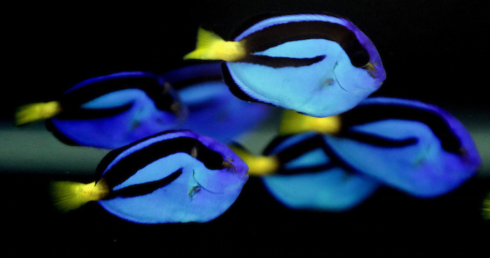 Esta foto muestra peces cirujanos regales en un tanque en el Laboratorio de Acuicultura Tropical de la Universidad de Florida. Foto: AP