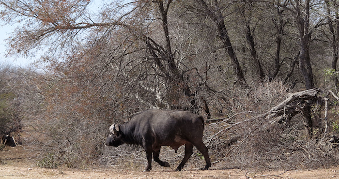 Búfalo de agua camina por el Parque Nacional Kruger, en Sudáfrica. Los guardas del mayor parque natural de Sudáfrica sacrificarán a unos 350 hipopótamos y búfalos en un intento de mitigar el efecto de una grave sequía. Foto: AP