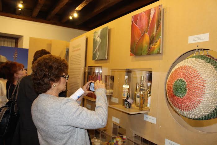 Podrán conocer los diferentes usos del agave, entre ellos productos alimenticios, farmacéuticos, cosméticos, textiles, industriales y las bebidas destiladas y fermentadas, entre otros. Foto: Anayansin Inzunza