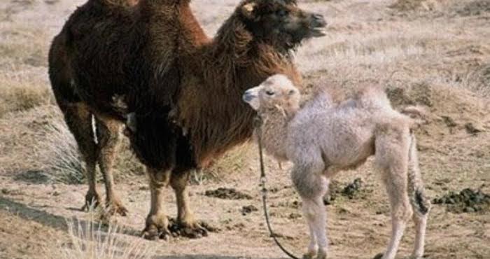 No he dejado de pensar en el impacto que tiene la herida de la orfandad y en cómo hay quienes hacen de esa carencia la fuente de su abundancia creativa o de su vitalidad. Foto: Especial