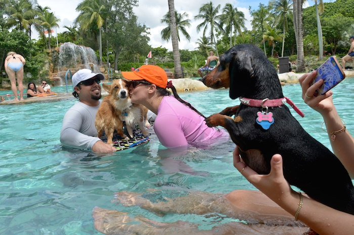 Los canes pudieron refrescarse con sus dueños en las albercas.Foto:EFE/Giorgio Viera