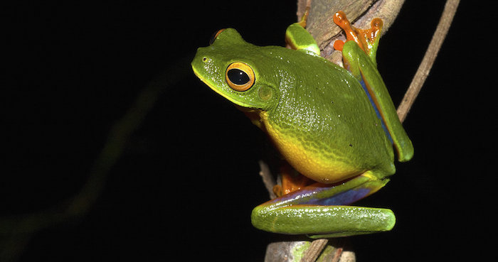 Rana arborícola verde, con patas naranja y muslos con tonos púrpura tornasolado. Foto: EFE/U. Nueva Gales del Sur/Jodi Rowley.