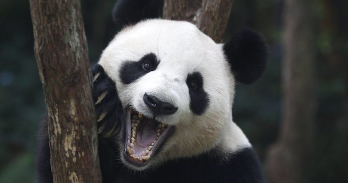 El oso panda Jia Jia en el Safari Park en Singapur. Foto: EFE/Archivo