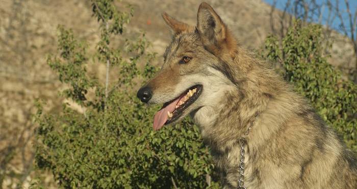 Foto: Vía Facebook, Wolf Connection.