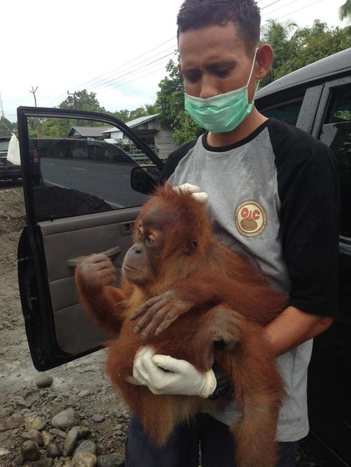Foto: Orangutan Information Centre (OIC) 