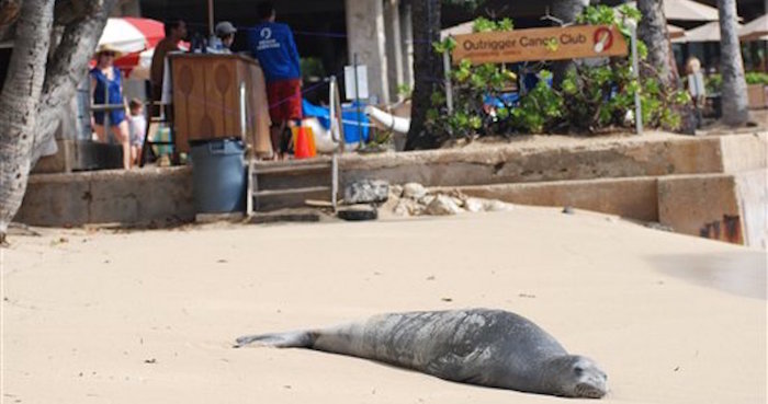 Una foca monje hawaiiana descansa en una playa en Honolulu. Foto: AP/Audrey McAvoy.