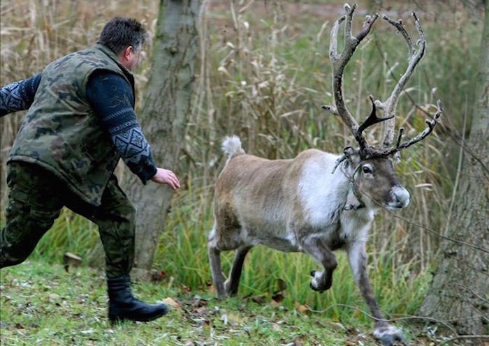 Se cree que la enfermedad "zombie" resucitó cuando temperaturas inusualmente cálidas descongelaron el cadáver de un reno que murió de ántrax hace varias décadas, liberando la bacteria. Foto: EFE