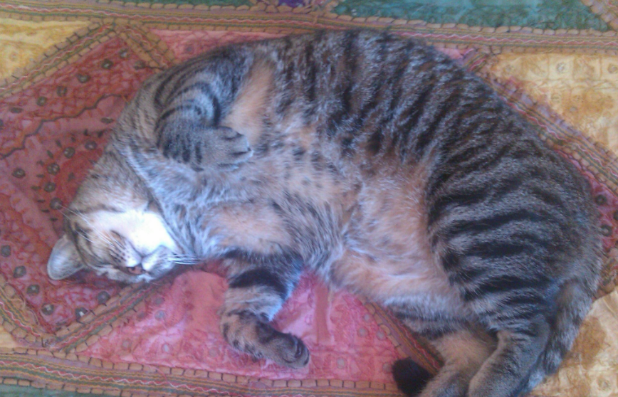 Todo dueño responsable debe tomarse el tiempo de leer las indicaciones que los empaques de los alimentos para mascotas traen en su respaldo. Foto: Twitter.