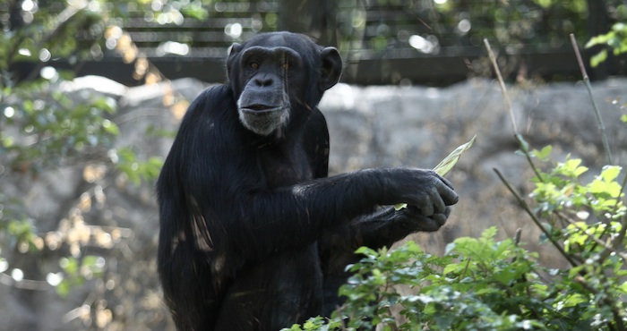 Un ejemplar de chimpancé macho. Foto: Cuartoscuro/Archivo