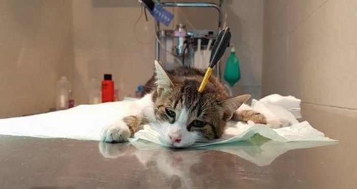 El gato se llama Dante y forma parte de una “colonia controlada” de gatos callejeros. Foto: Asociación Animalista "Su Voz"