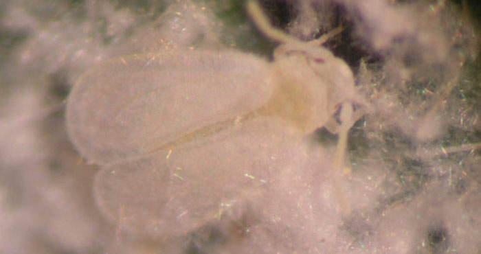 En México sólo existe una colección de moscas blancas y la tiene el doctor Vicente Emilio Carapia Ruiz. Foto: UNAM