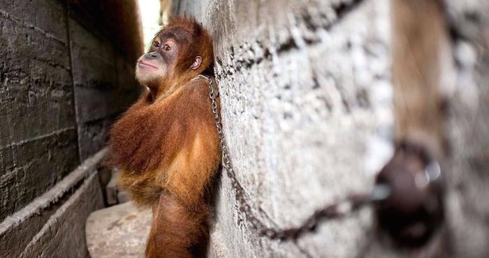 Foto: Orangutan Information Centre (OIC) 