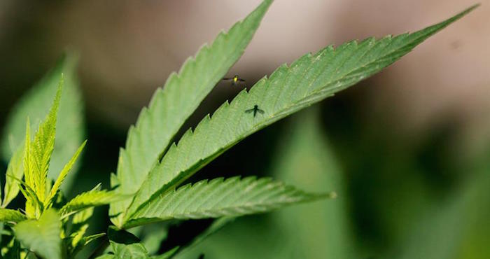 Se estima que Arizona empezará a recibir 55 millones de dólares por el impuesto del 15 por ciento que se fijará sobre la venta de mariguana. Foto: EFE