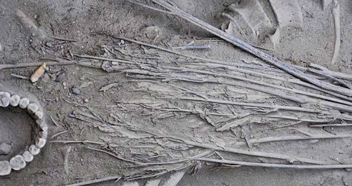 Foto: Economic Botany.