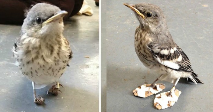 Foto: Twitter @Ripleys