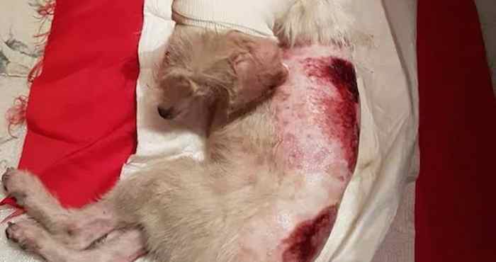 Aún se desconoce de quién hirió a la mascota. Foto: Facebook, tomada por Noroeste.