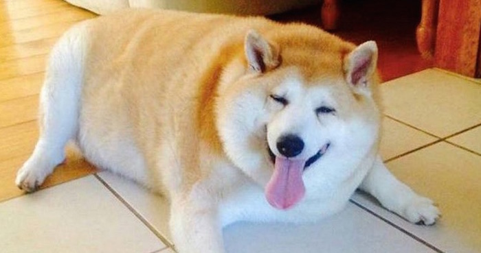 Al igual que en los humanos, el exceso de comida y el poco ejercicio son los dos pilares centrales de la obesidad en las mascotas. Foto: Twitter