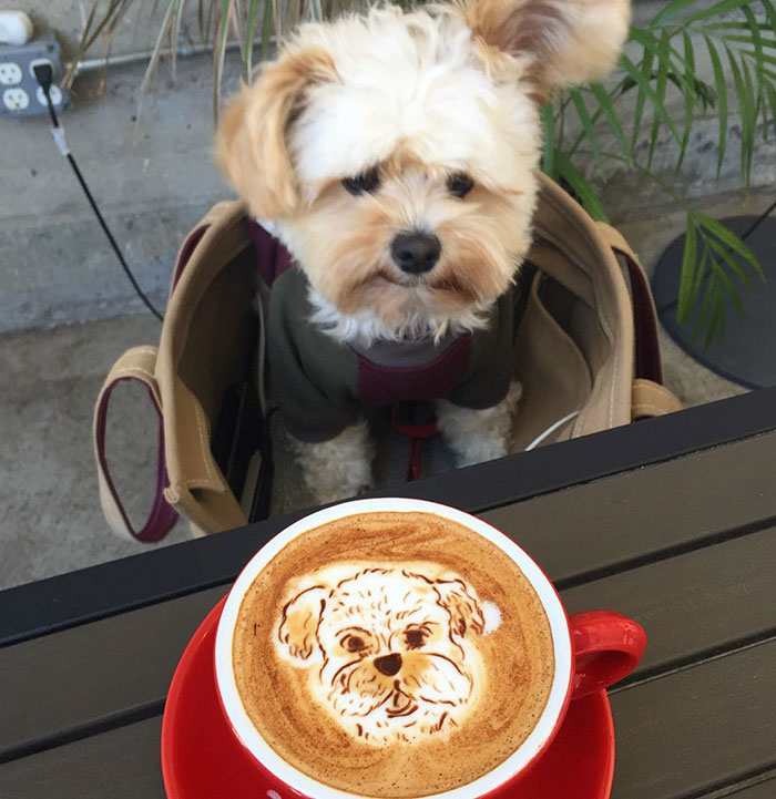 rescue-dog-restaurants-food-instagram-popeyethefoodie-6-581057cde379b__700