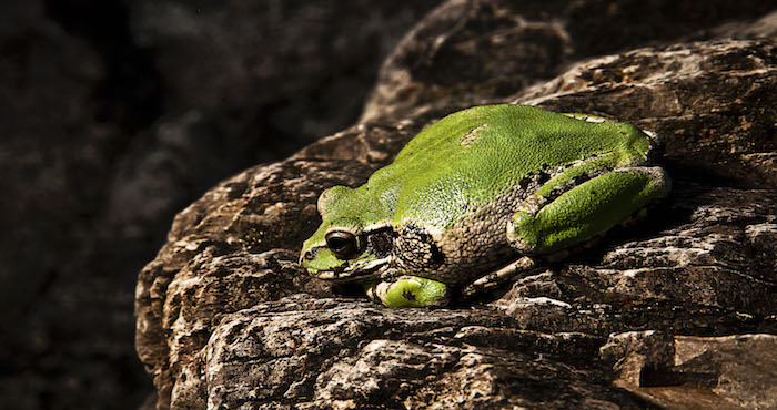 Un sapo, reposa sobre una piedra en espera de alimento, estos anfibios sufren una metamorfosis durante su crecimiento, carecen de dientes y tienen glándulas detrás de sus cabezas las cuales contienen distintas toxinas que tienen diferentes efectos; a diferencia de las ranas la piel es mas áspera, las patas mas cortas ya que son mas caminadores que saltadores, en esta temporada de lluvias se observan con mayor facilidad. FOTO: RASHIDE FRIAS /CUARTOSCURO.COM