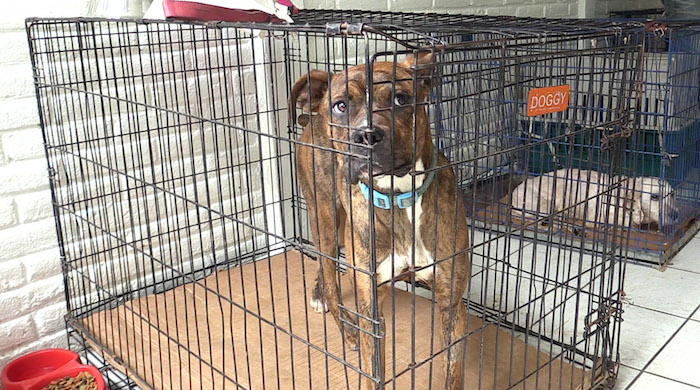 119 perros y 22 gatos rescatados habitan el albergue instalado al sur de la Ciudad de México. Foto: Alejandro Gaspar, SinEmbargo