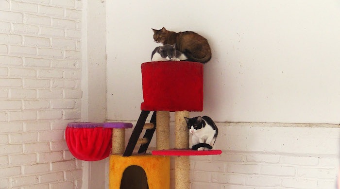 Al menos 22 gatos aguardan una familia en el centro de la Brigada de rescate. Foto: Alejandro Gaspar