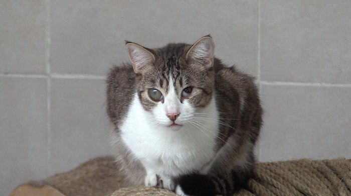 Las autoridades hicieron un llamado sujetos de derecho en la nueva Constitución de la Ciudad de México. Foto: Alejandro Gaspar