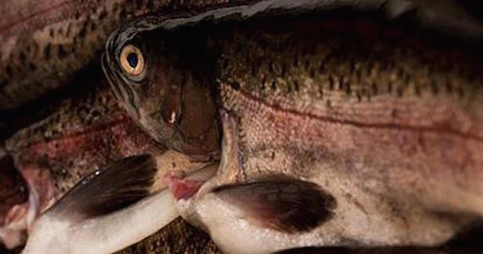 Con este proceso, disminuyó hasta en un 20 por ciento los costos de alimentación de la trucha arcoíris. Foto: Especial