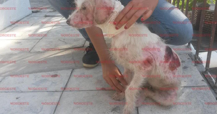 Es más fácil indignarse en Facebook contra el maltrato animal, mientras nos encerramos en cotos privados, activamos las alarmas y odiamos a los que están afuera. Foto: Noroeste