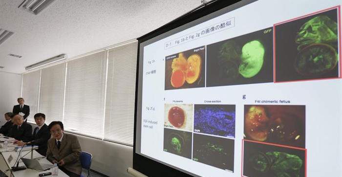 Miembros del comité de investigación del Instituto japonés de investigación Riken, explican un informe de investigación. Foto: EFE/Archivo.