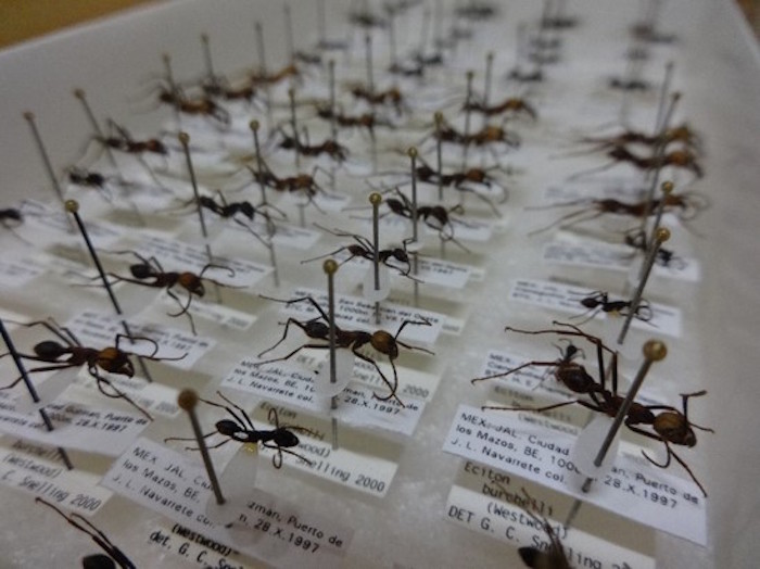 Dependiendo de la especie, las hormigas legionarias pueden medir desde poco más de un milímetro hasta cuatro centímetros. Foto: Conacyt