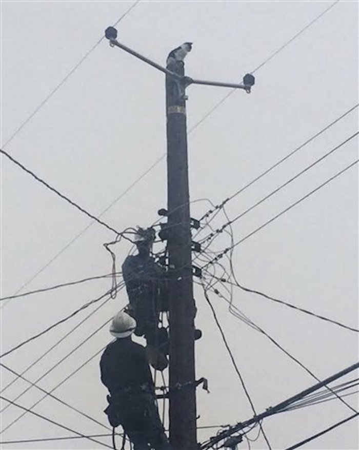 Trabajadores de Pacific Gas and Electric Co. Foto: AP