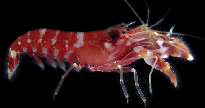 Especie de camarón. Foto: Wikimedia Commons.
