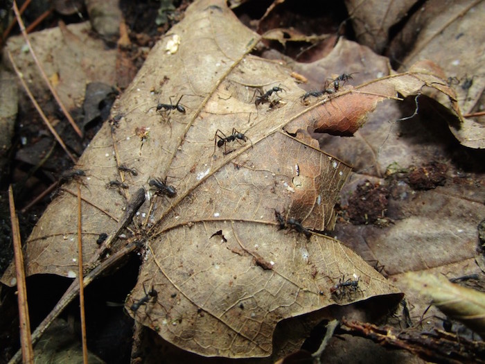 Dependiendo de la especie, las hormigas legionarias pueden medir desde poco más de un milímetro hasta cuatro centímetros. Foto: Conacyt