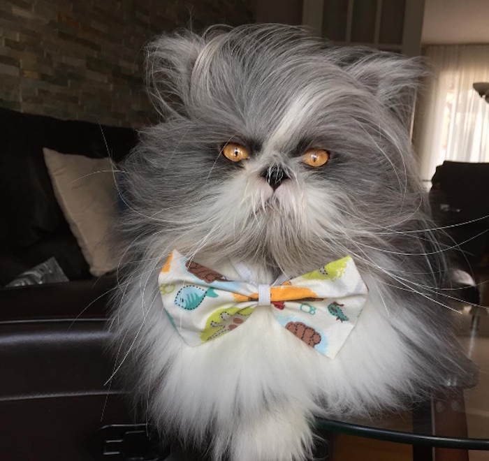 Foto: Instagram @atchoumfan