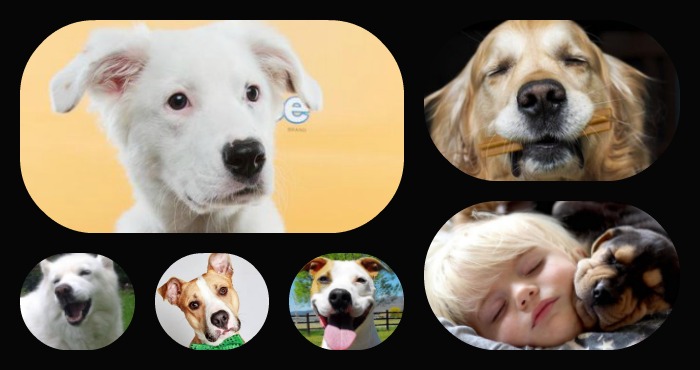 Foto: Twitter @PedigreeUS