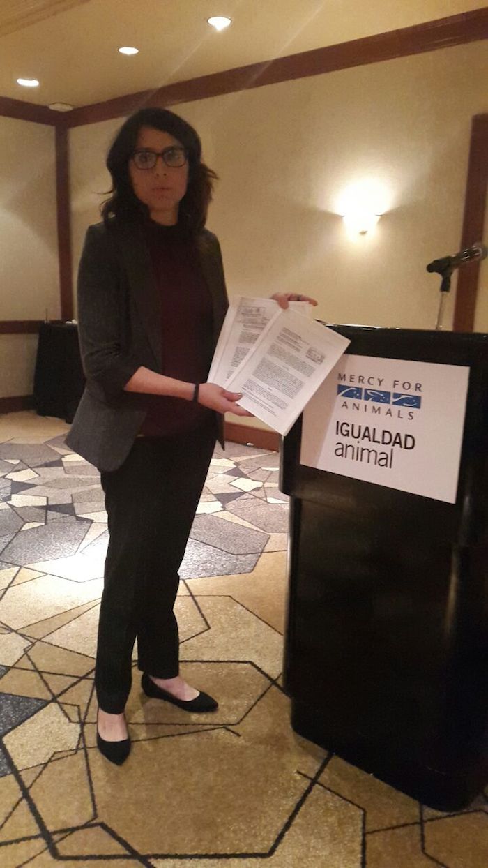 Ayer, la organización Igualdad Animal presentó una denuncia ante la Sagarpa por violaciones a las normas 033 y 051. Foto: SinEmbargo