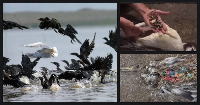 El estudio pude abrir la puerta a nuevas estrategias que permitan tratar el problema de la presencia de plásticos en el océano. Foto: Especial