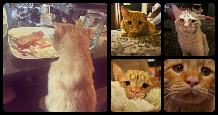 Foto: Instagram @BenBenCat