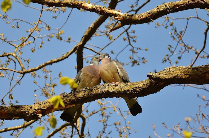 Pareja de aves compartiendo su nido. Foto: Especial
