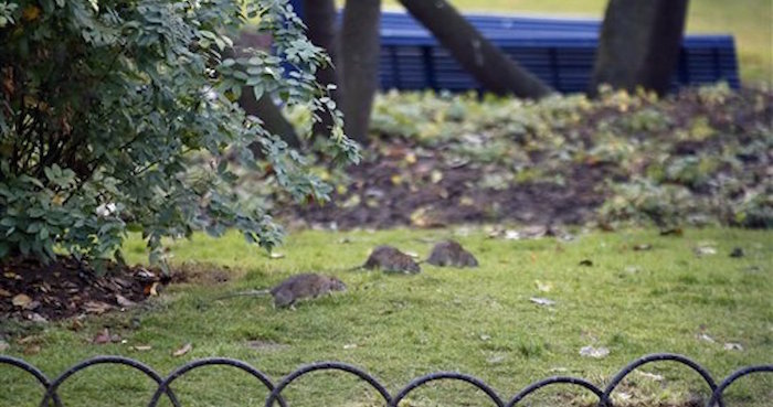 Tres ratas son vistas en el césped del parque de la Torre de Saint Jacques, en el centro de París. Foto: AP.