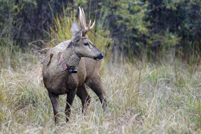 Un huemul macho bajo la lluvia. Foto: EFE.