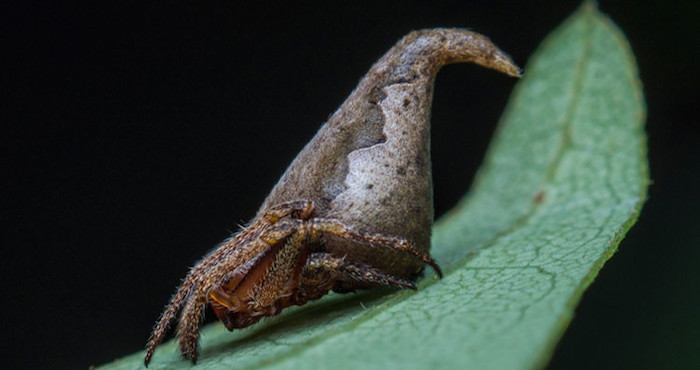 Foto: Twitter / Javed Ahmed / @curiocritters