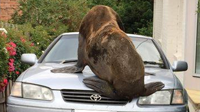El lobo marino arriba de un auto. Foto: Facebook Tasmania Police.