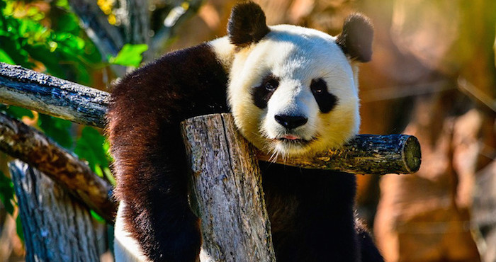 Oso panda. Foto: Especial