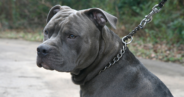 El pitbull fue atacado supuestamente por intentar agredir a un menor de edad. Foto: Especial